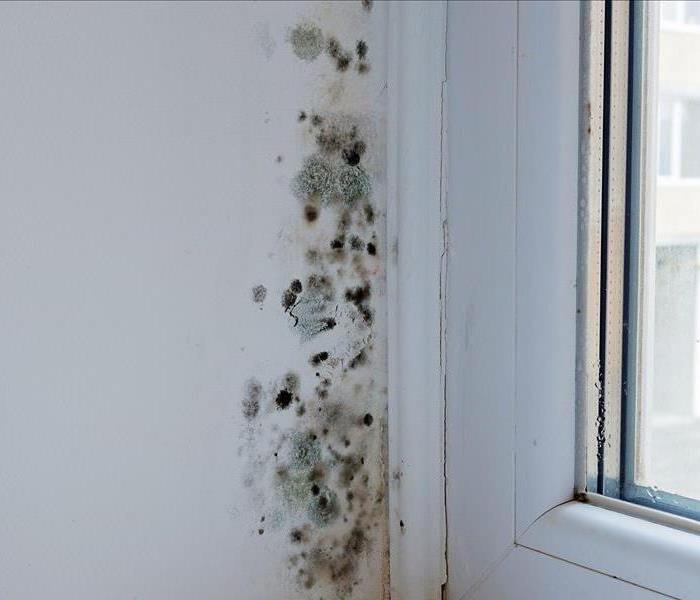 Mold growing near a resident window